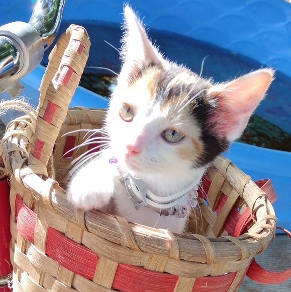 Gypsy! - Picture 3 of 5